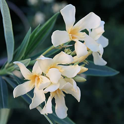 oleander wildblumen balkonblumen bonsai topf topfpflanzen echt büropflanzen sommerblumen kräuterpflanzen indoor kräutergarten schmetterlingsflieder kletterpflanze dachbegrünung 50samen