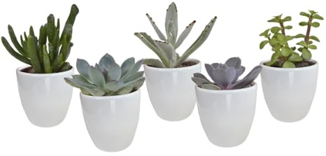 Sukkulenten | Sukkulenten Mix in weißem Topf | 5 Stück | diverse Sorten | Ø 6,5 cm | ↕ 8-13 cm | Pflegeleichte Zimmerpflanzen