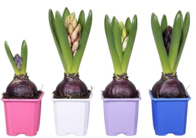 DECOALIVE Set 4 Jacintos Bulbos Naturales que Combinan Aroma, Belleza y Frescura Primaveral