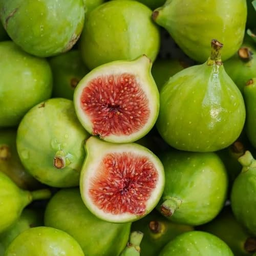 feigenbaum pflanzenkübel obstsamen zwergobstbäume säulenobstbäume pflanztöpfe topfpflanzen draußen winterhart exotische zimmerpflanzen obstpflanzen säulenobst zimmerbonsai bonsai 1000samen