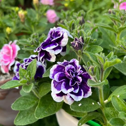 semi di petunia perenne di recisi, rampicanti resistenti di petunia sospese da balcone perenni resistenti decorativi 1200pcs
