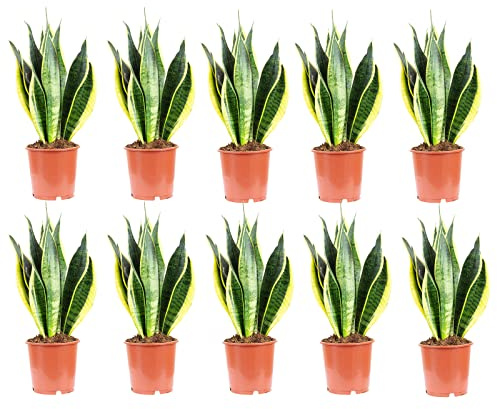 10er-Set Bogenhanf - echte Zimmerpflanze, Sansevieria trifasciata Laurentii - Höhe ca. 45 cm, Topf-Ø 14 cm