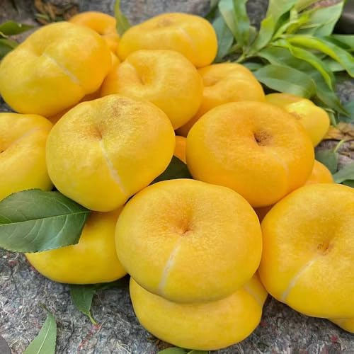 3 piezas Semillas de balcón de melocotonero - nectarina resistente, balcon exóticas resistentes, jardin enanos semillas