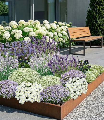 BALDUR Garten 38er Set Blau-weißes Staudenbeet, Pflanzen im 9x9 cm-Topf | wunderschön stimmiges Set, Blütenpracht von Frühling bis Herbst, Lila und Weiß
