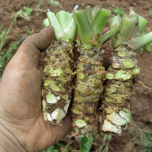 Wasabi, gemüsepflanzen gartenkräuter grünpflanzen winterharte kübelpflanzen exotische gemüsesamen kräuterpflanzen geschenke für gärtner seltene balkongarten kräutergarten alte 400Samen
