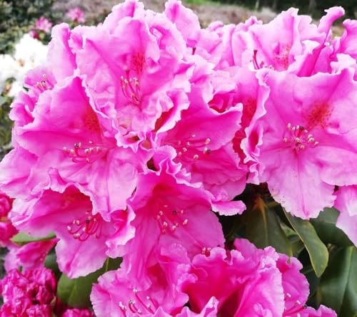 Rhododendron Hybride  Claudine  großblumige Alpenrose 30-40 cm hoch