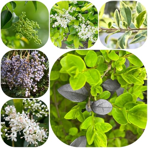 Semi di siepe di ligustro, giardino arbusti arbusti sempreverdi, resistenti all'inverno per giardinieri organico per luoghi soleggiati verdi fioriti, resistenti raro 300pcs