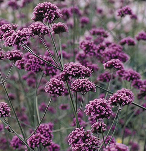 Verbena Bonariensis Garden Plant Hardy Perennial Flowering Garden Plants Easy to Grow Your Own 1x 9cm Potted Plant by Suttons.