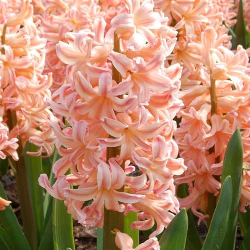 Plant in a Box - Hyacinthus Gipsy Queen - 15x Bulbi Giacinti Rustici - Bulbi a Fioritura Precoce per il Giardino