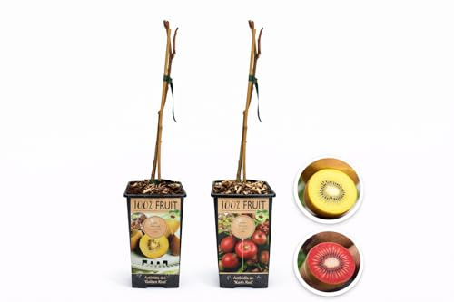 POWERS TO FLOWERS - ACTINIDIA ARGUTA KEN'S RED, KIWI ROSSO, e KIWI GIALLO, 2 PIANTE, VARIETA' AUTOFERTILI, piante vere
