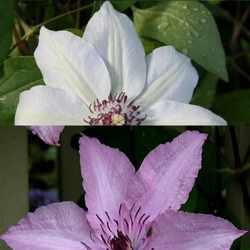 2 x Clematis Kletterpflanzen: Clematis Hagley Hybrid & Miss Bateman - Rosa/Weiß, Mehrjährig und Winterhart | 2 x 1,5 Liter Töpfe