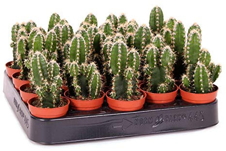 Mini Cactus Cereus Peruvianus Florida Planta Natural en Maceta de 5cm