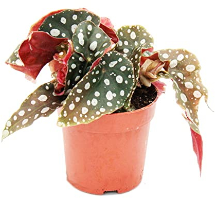 Exotenherz Polka-Dot Begonie - Mini - Forellenbegonie - Begonia maculata wightii - 7cm