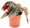 Exotenherz - Polka Dot Begonia - Mini - Begonia trota - Begonia maculata wightii - 7 cm