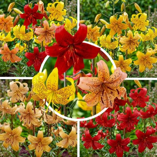 FLORIUM Tiger Lilien Zwiebeln Kollektion, Packung mit 15 Zwiebeln in 5 Sorten und Farben, Winterhart e Lilienzwiebeln Mischung aus Holland zum Garten Pflanzen