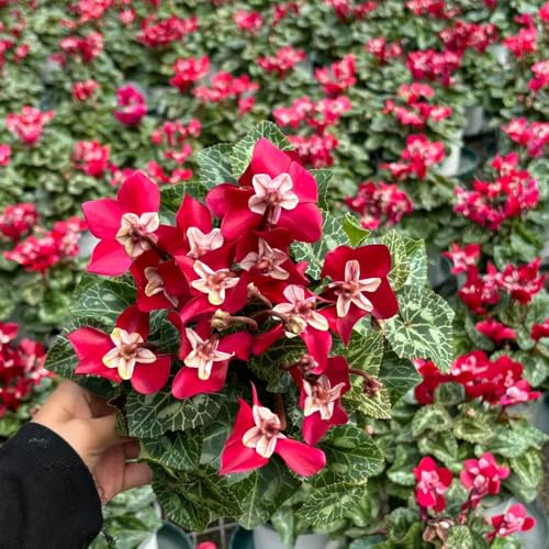 Semi di ciclamino, resistenti per il giardino Ciclamino persicum, semi da giardino le da giardino roccioso sono resistenti 10pcs