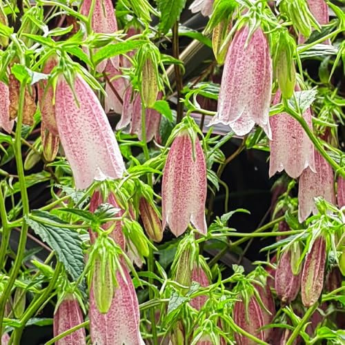 semi di campanula - campanula media - biologici per aiuola di campanula, recisi da giardino, primaverile, selvatici 500pcs