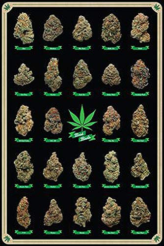 Close Up Cannabis Poster Best Buds Marihuana-Sorten (61cm x 91,5cm) + 2 St. transparente Posterleisten mit Aufhängung