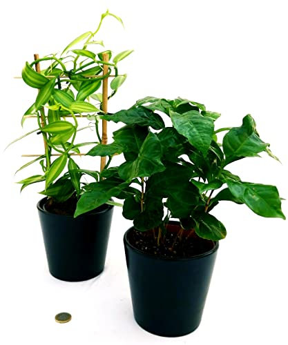 POWERS TO FLOWERS - ORCHIDEA VANIGLIA XL e PIANTA DEL CAFFE', Piante Vere