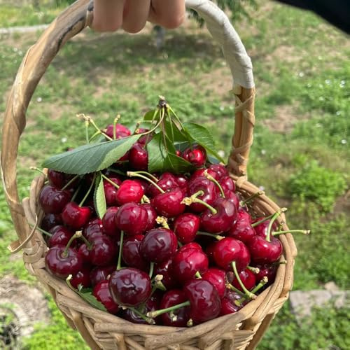 kirsch, säulenobstbäume balkon obstsamen zwergobstbäume obstbäume kaufen steingartenpflanzen säulenobst winterhart gartenarbeit geschenk 20samen