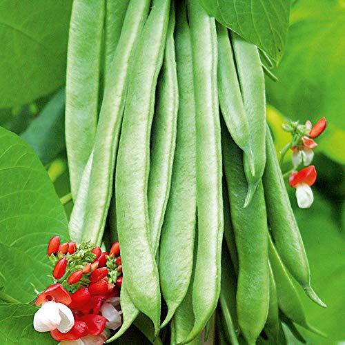 Suttons Bean (Runner) Seeds - Stringless - Super Tri Mix, Vegetable Seed, Approx. 40 Seeds per Pack, Grow Your own, Ideal for Beds and Borders