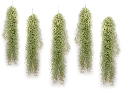 PlanDAIRE – Air Plant Tillandsien Usneoides – älvhår vitt – hängande växt – hängande dekoration – luftväxter hängande – älvhår vit – växt utan jord (5, 50–60 cm)