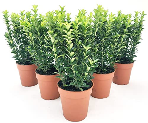 POWERS TO FLOWERS - EUONYMUS GREEN SPIDER, 6 PIANTE, BUXUS, BOSSO, VASO 13CM DIAMETRO, piante vere