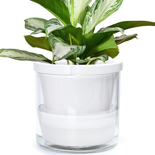 D'vine Dev Pot de fleurs à arrosage automatique pour plantes d'intérieur, pots en terre cuite blanche avec tasse en verre cylindrique, 37-X-D-2
