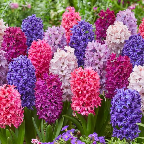 YouGarden Hyacinth 'Berries and Cream' Mix, Set of 10 Bulbs for Autumn Planting and Spring Flowering