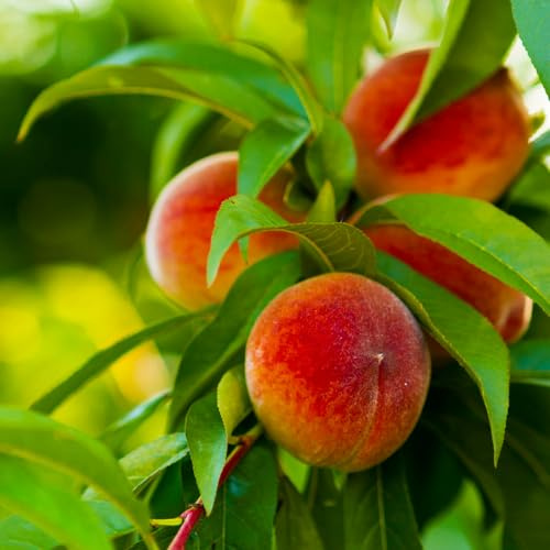 Brighter Blooms - Elberta Peach Tree, 5-6 ft. - No Shipping to AK, AL, AR, AZ, CA, CO, HI, ID, LA, MS, OR, WA