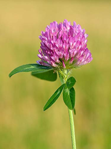 Portal Cool 50 Red Clover Seeds Trifoloium Pratense Trifoglio rosso del prato