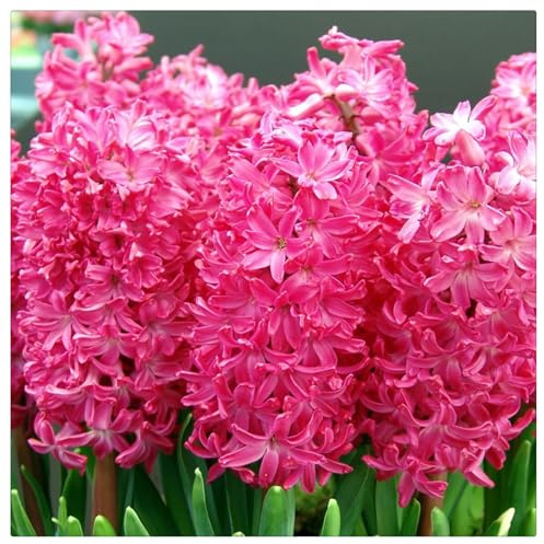 Natural Organic,Hyacinth Bulbs,Flowering Rhizome,Excellent Display,Greening Flower,Wedding Flowers-2 Bulbs-H