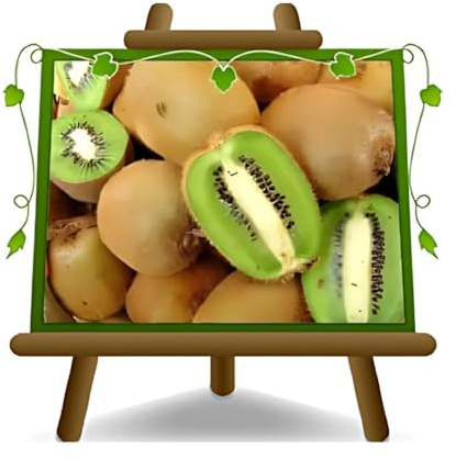 EURO PLANTS Actinidia Kiwi Impollinatore Maschio Tomuri pianta da frutto | vaso 20 cm Altezza 150-170 cm