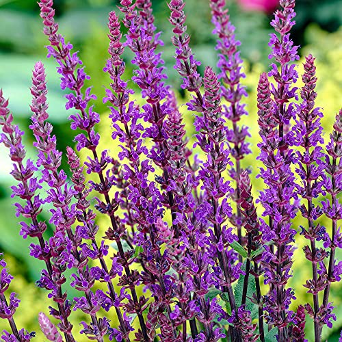 Salvia Caradonna - Laubabwerfende Staude - Außenpflanze im Topf - Blühpflanze