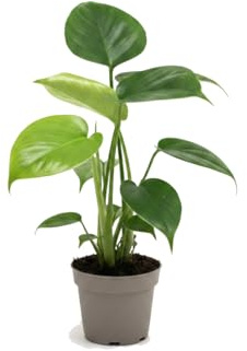 Monstera Deliciosa Costilla de Adán - DECOALIVE Planta Viva 40 cm Altura Maceta 12 cm