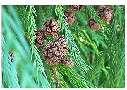 Stk - 15x Cryptomeria japonica Nadelbaum Zypresse Pflanzen - Samen B2013 - Seeds & Plants Shop by Ipsa