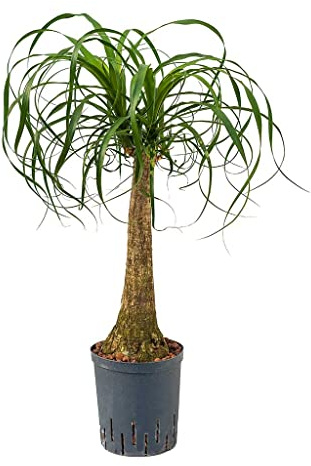 Nolina Recurvata - Planta Viva - Árbol de Interior Natural Beaucarnea, Pata de Elefante o Palma Barrigona