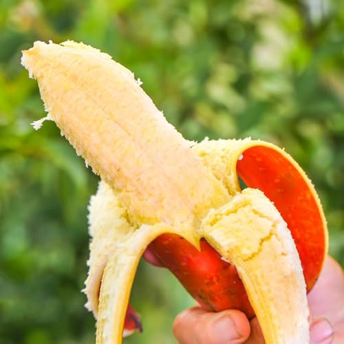 Semi di banana, per esterni da giardino banana serre da balcone comprare semi fresca vecchie varietà 25pcs