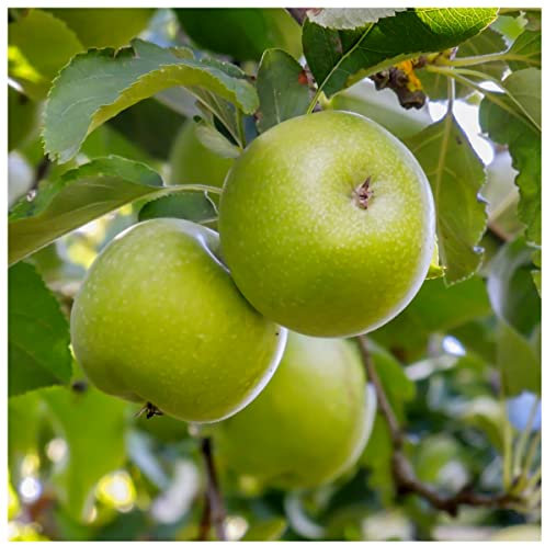 Dwarf Patio Granny Smith Apple Tree in a 5L Pot Ready to Fruit, Miniature, Self-Fertile, Green with Sharp Taste 3fatpigs®