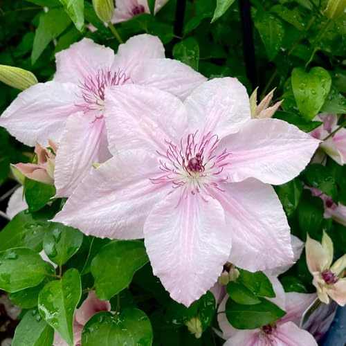 ClematisZwiebeln, blumenzwiebeln seltene Clematis florida, Kletterpflanze, balkon garten gartenblumen stauden winterhart mehrjährig 3pcs