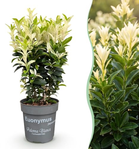 Green boutiQ - 40x Euonymus japonica Paloma Blanca - Fusain - Plantes de haie - Persistant - Vert - Blanc - Pot 9cm - Hauteur 20-30cm