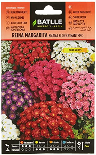 Batlle - Semi di Fiori - Astro della Cina Nano Crisantemo, Assortiti