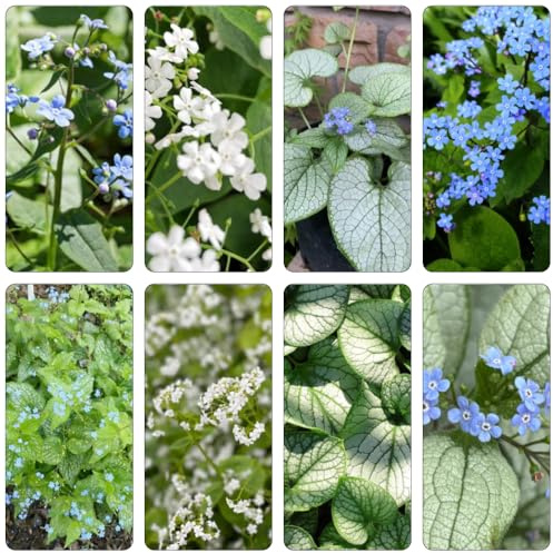 kaukasus vergissmeinnicht wildblumen balkonblumen winterharte stauden dauerblüher bodendecker winterhart mehrjährig pflanztöpfe blumensamen wildkräuter wildblumensamen mehrjährig 100samen