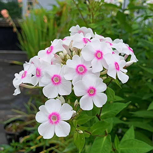 semillas Phlox de alfombra - flox subulata prado de silvestres, siembra de otoño, perenne Cobertura perenne resistente decoraciones jardín para exteriores silvestres balcón otoño resistentes 800pcs