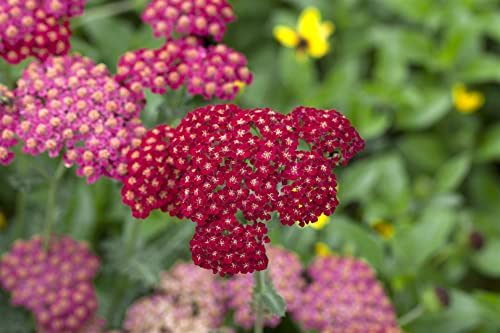 Achillea millefolium 'Red Velvet' 9x9 cm Topf – Winterhart, Mehrjährig, Pflegeleicht – Schafgarbe – Staude für Beet & Garten