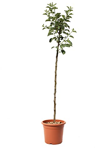 KENTIS - Melo Renetta del Canada - Malus Domestica - Piante da Frutto da Giardino - Pianta Vera da Esterno - Vaso da Coltura Ø 24 cm