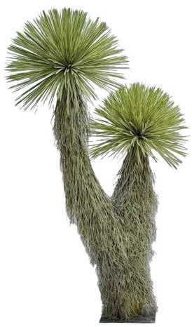POENIA ARTE FLORAL - Artificial Plant YUCCA Thompsoniana 210 cm Two Heads - Ref 631216 - Realistic Decoration