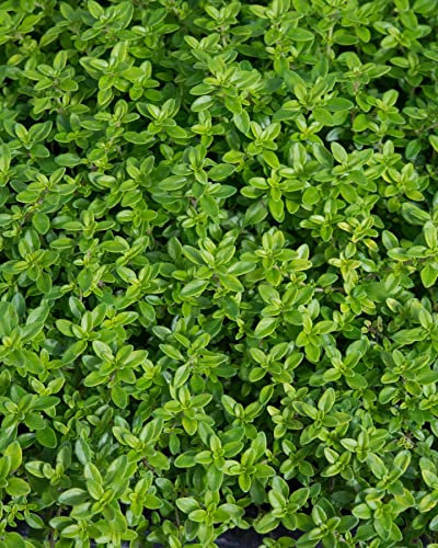 Lemon Thyme Herb Plant in a 11cm Pot.