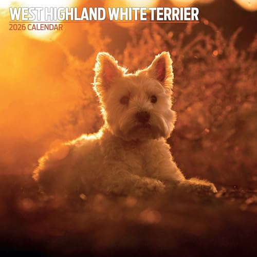 West Highland White 2026 traditionell kalender