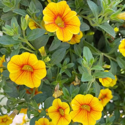 Calibrachoa foglie perenne di interni esotiche semi di perenne resistenti decorazione giardino selvatico, 300pcs